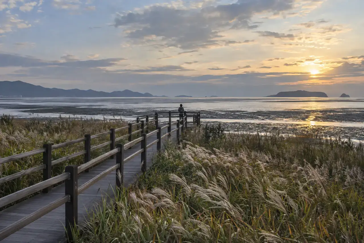 A wooden boardwalk crosses autumn reeds toward the tidal flats at Dadaepo in western Busan.
